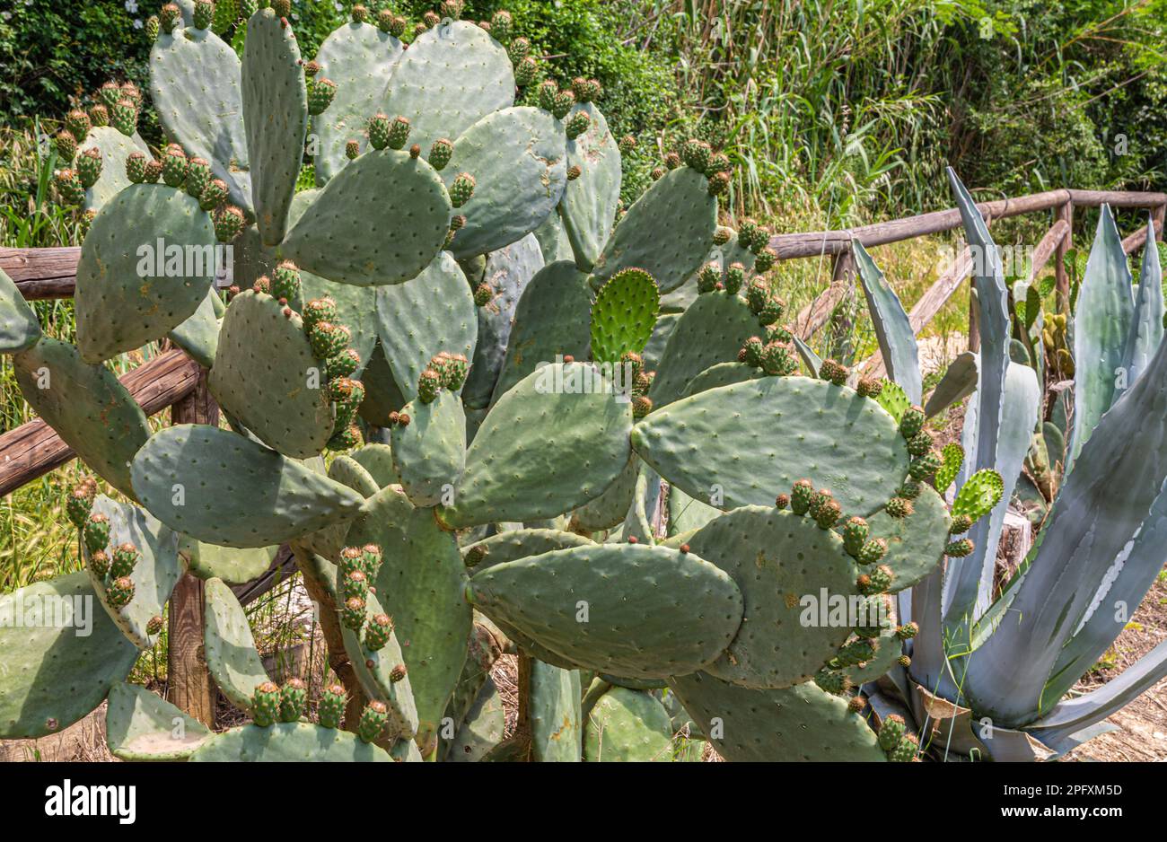 Opuntia ficus indica, prickly pear, cactus, fruit, growing in a rural area of Tuscany,cental Italy,Europe Stock Photo