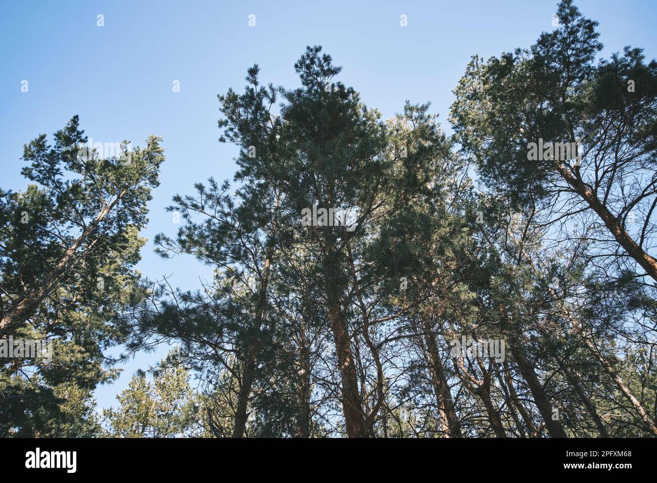 Bottom view pine trees summer hi-res stock photography and images - Alamy