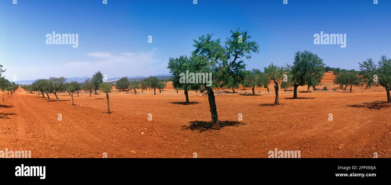 Majorca ( Mallorca ) Balearic Islands Spain Road To Algaida Red Soil - Almond Grove Stock Photo