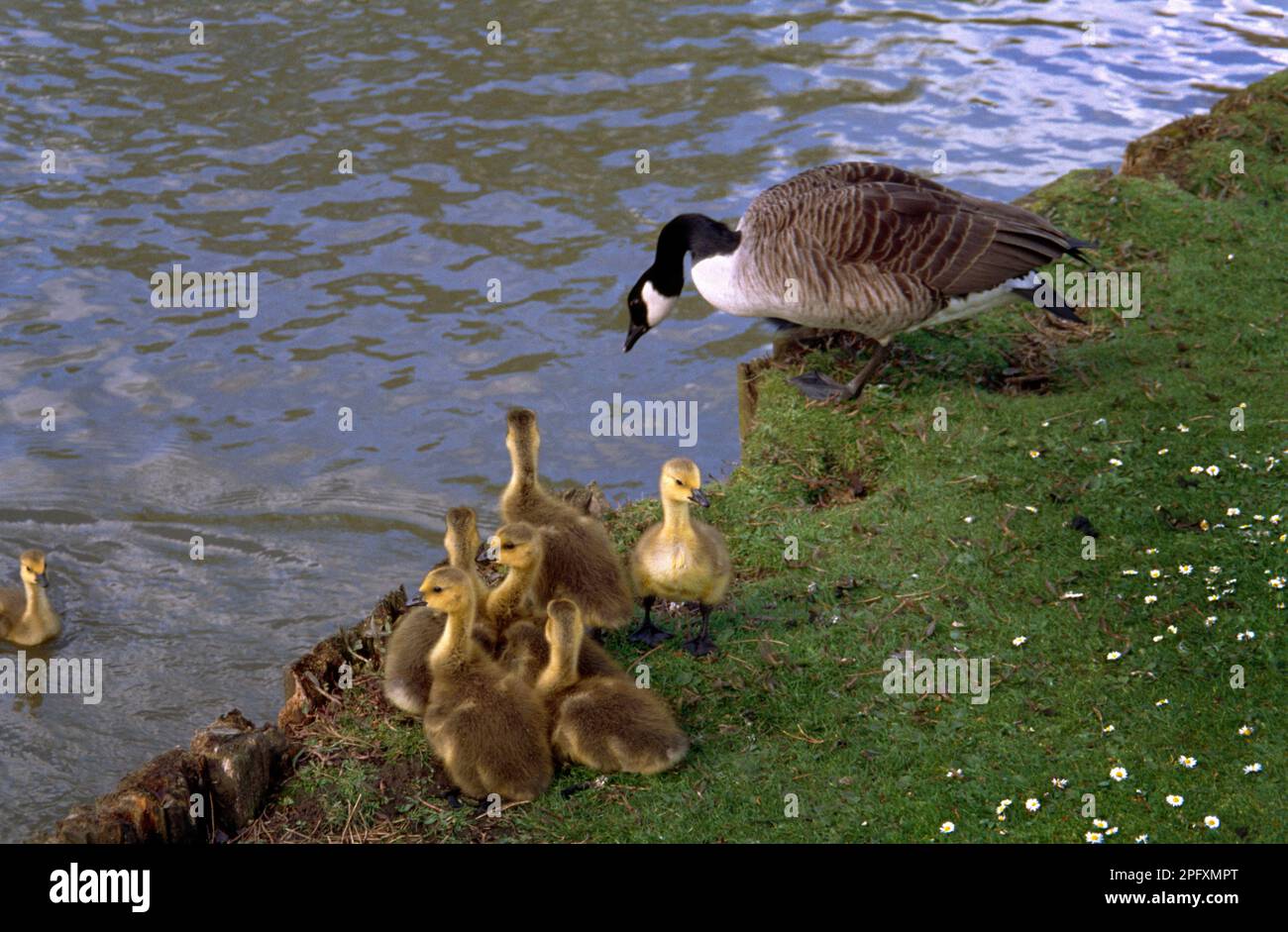 Canadian Goose and Goslings by river Stock Photo