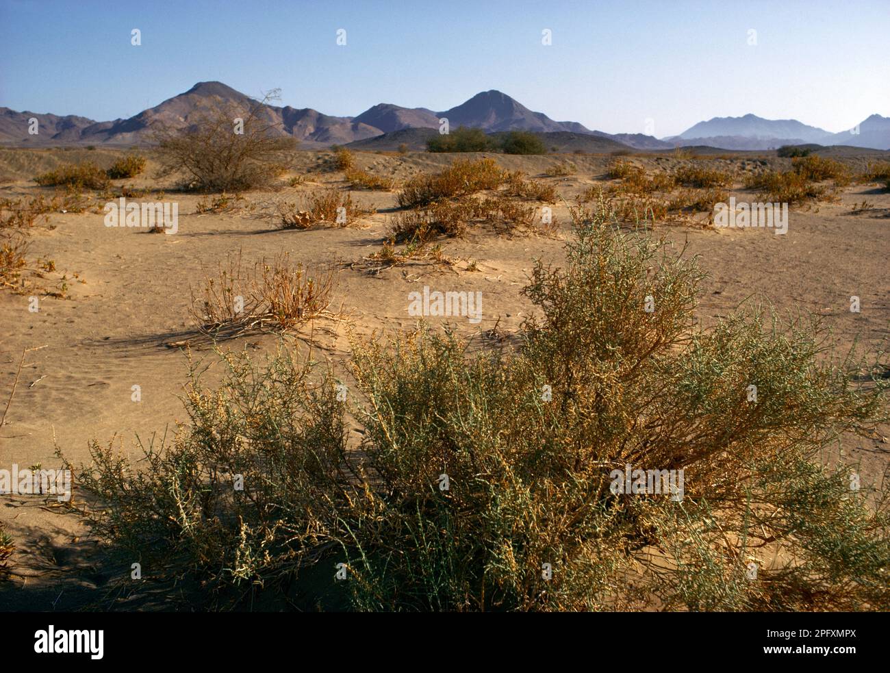 Saudi Arabia Desert Scrub Stock Photo