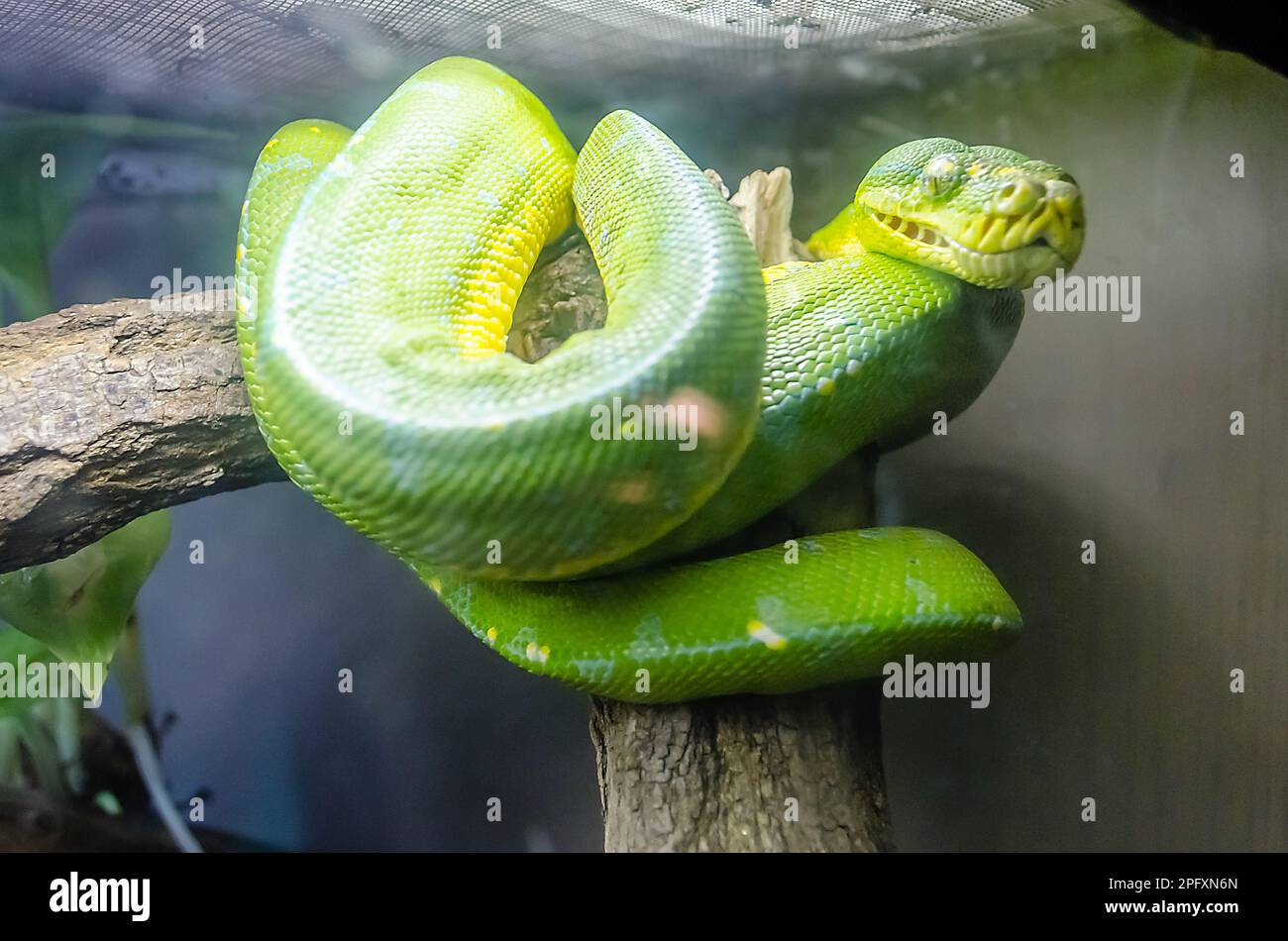Emerald Tree Boa, Corallus caninus Stock Photo - Alamy