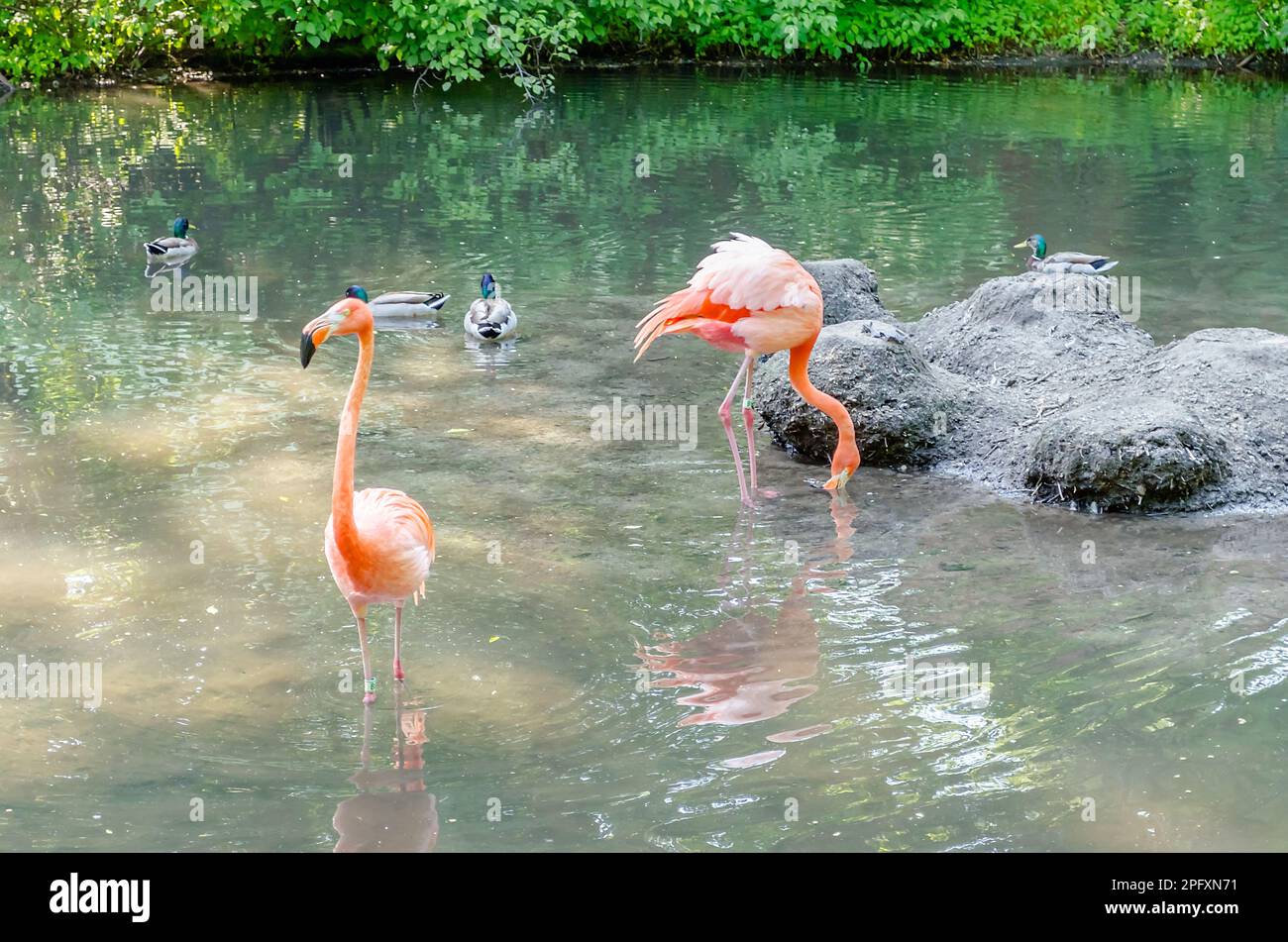 A group of colorful flamingos bathing in the pond Stock Photo