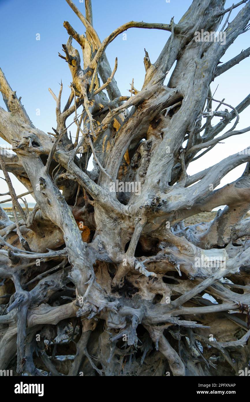 Dead tree roots on beach hires stock photography and images Alamy