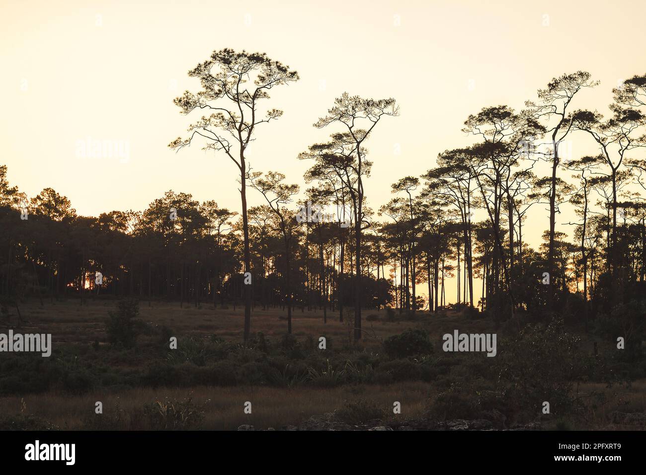 The silhouette of the beautiful pine trees in nature Sunset light ...