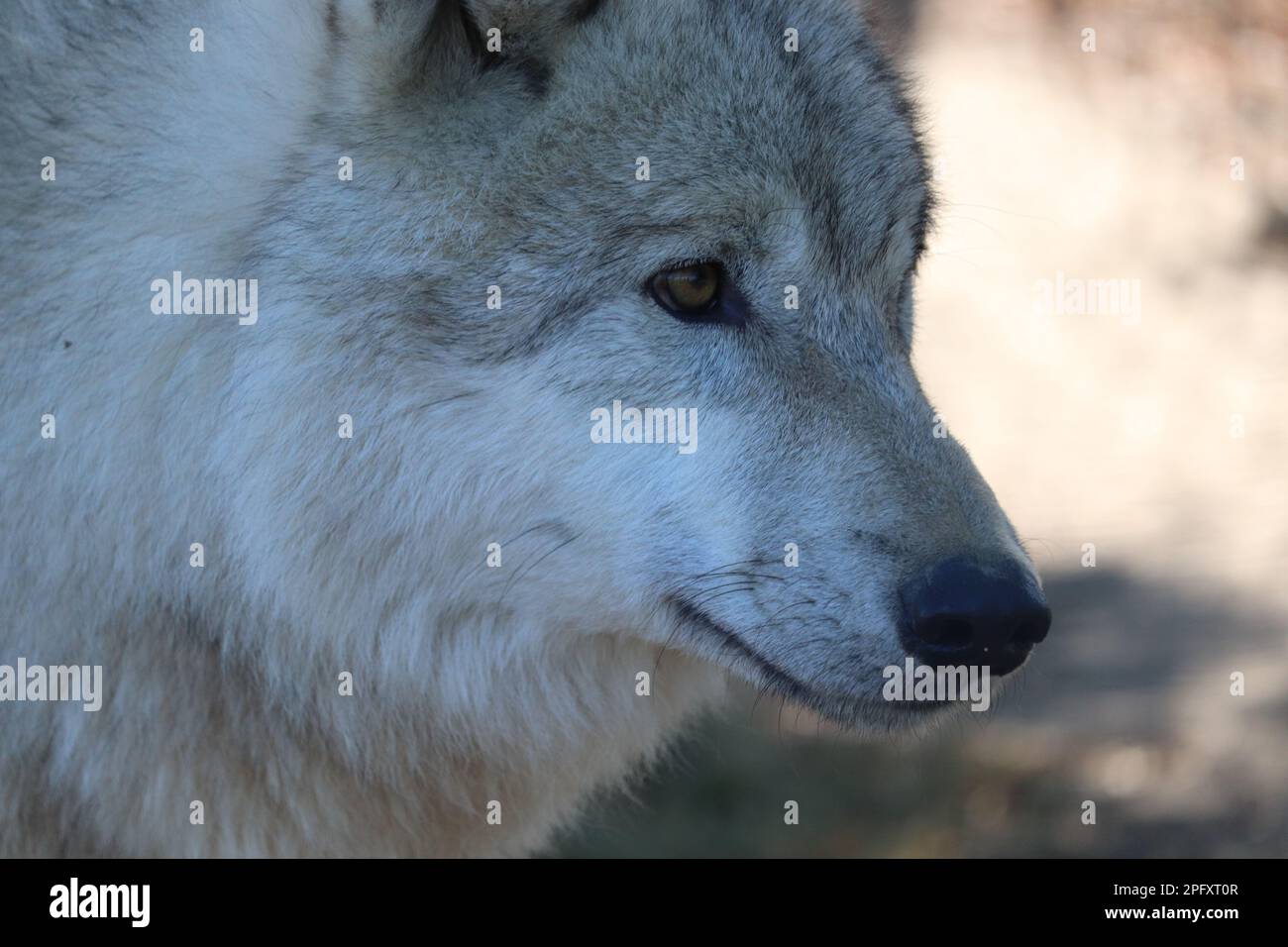 Grey wolf close up hi-res stock photography and images - Alamy