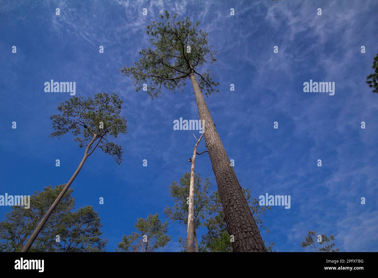 Khasiya Pine on the sky background. Khasiya Pine is a large perennial plant. The trunk is reddish-brown. Flake off Single leaves are clustered. Stock Photo