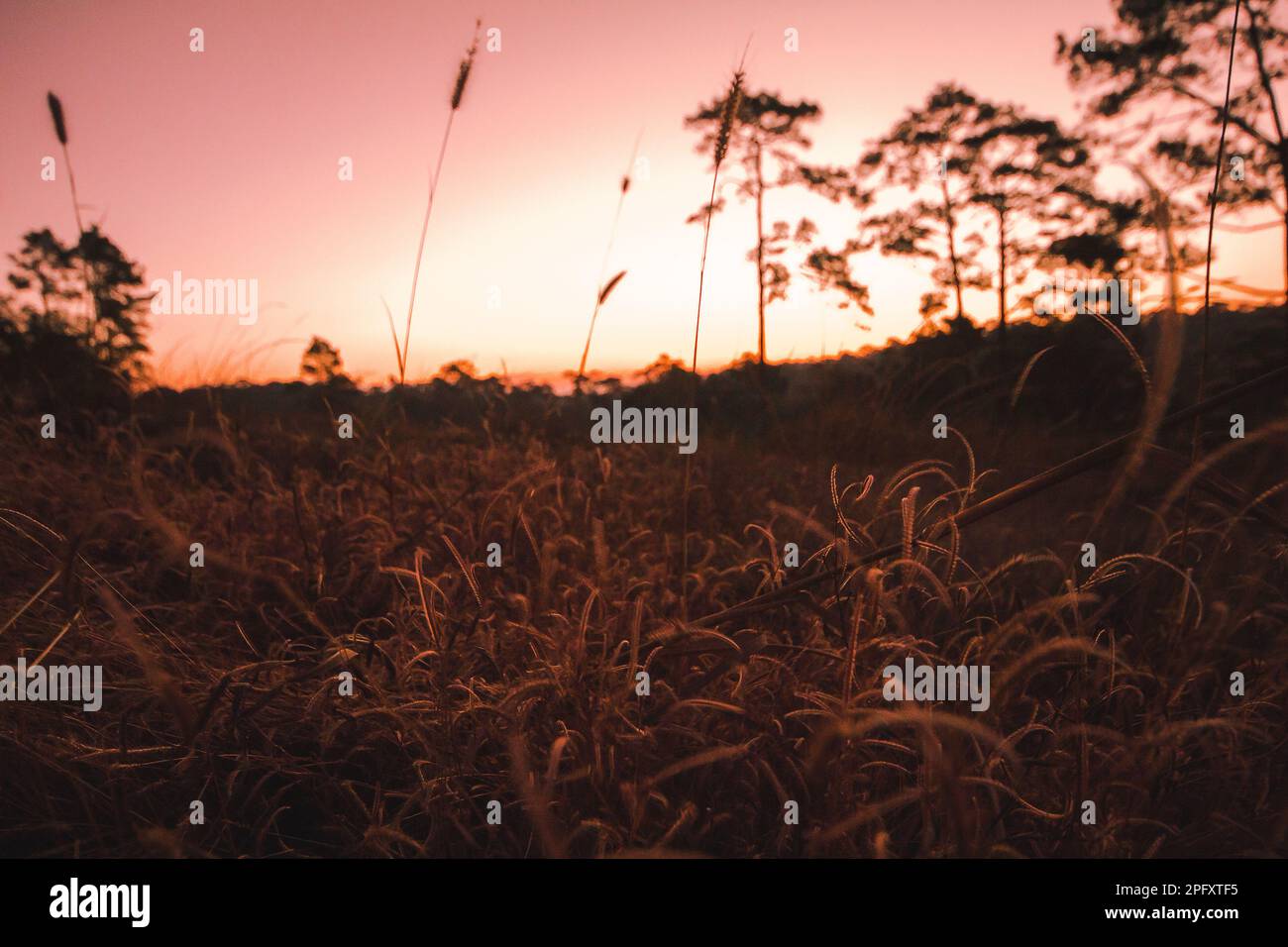 Beautiful field herbs hi-res stock photography and images - Alamy