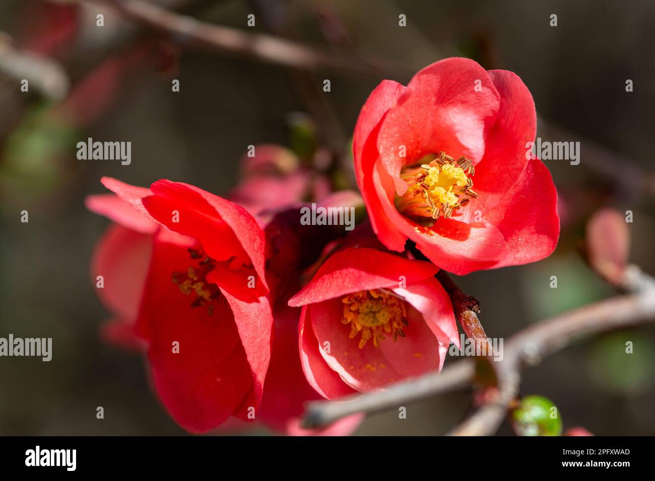 Chaenomeles japonica pink flowers blooming in spring. Jerusalim Stock Photo