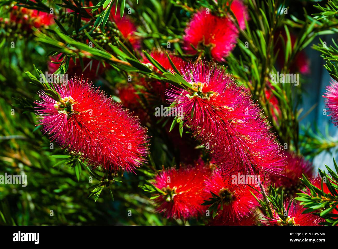 Callistemon Rigidus or Bottle Brush Growing in a Devon Country Garden. Stock Photo