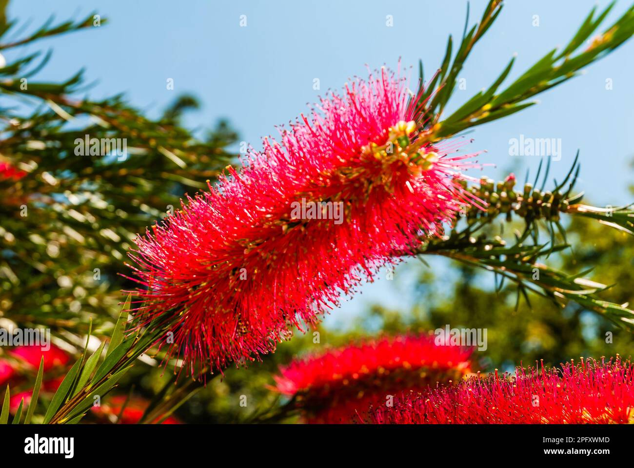 Callistemon Rigidus or Bottle Brush Growing in a Devon Country Garden. Stock Photo