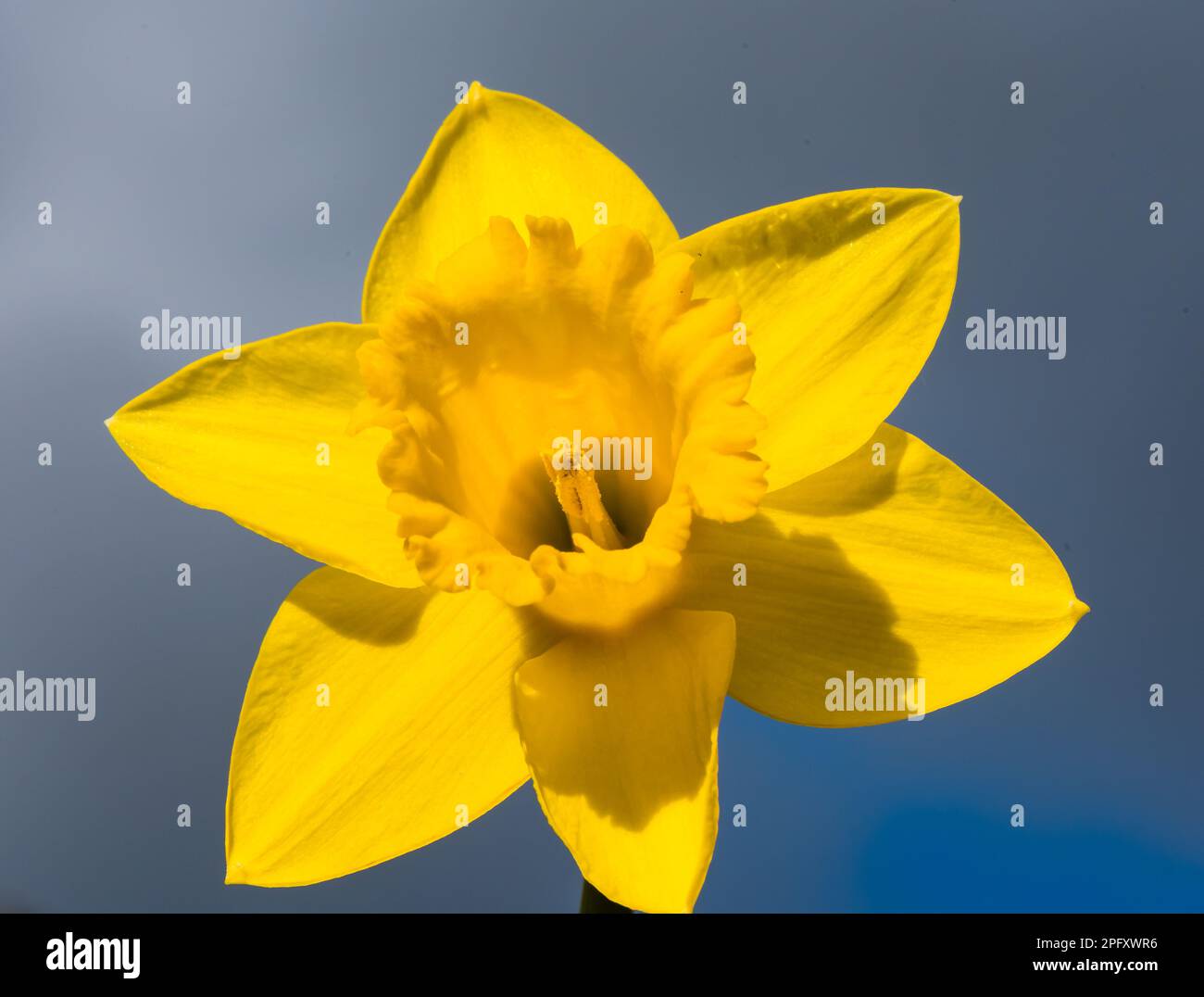 Daffodils growing in a Devon Country Garden Stock Photo Alamy
