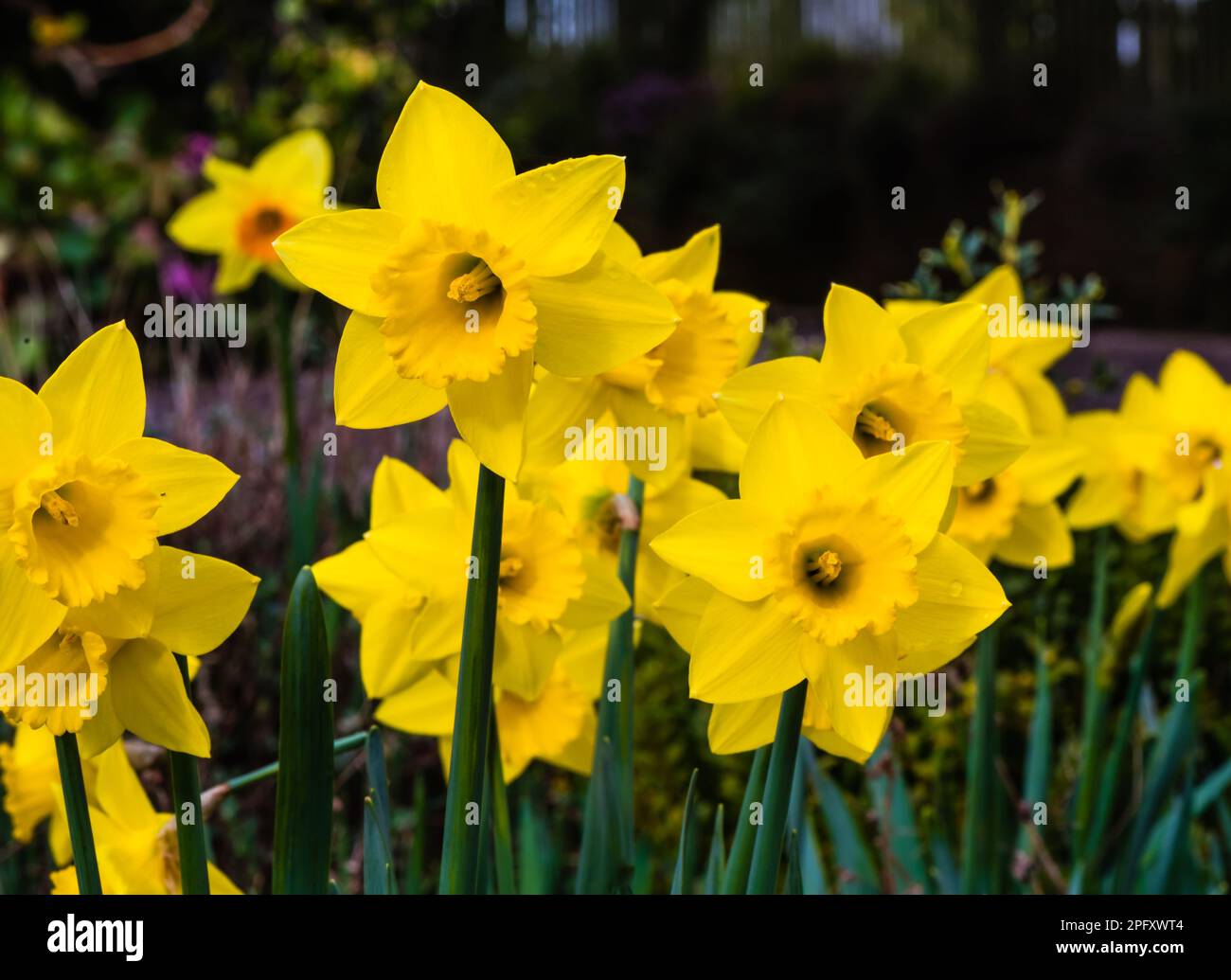 Daffodils growing in a Devon Country Garden Stock Photo Alamy