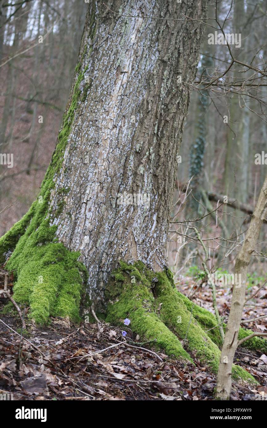 Hepaticas stand decoratively on the Tree trunk Stock Photo