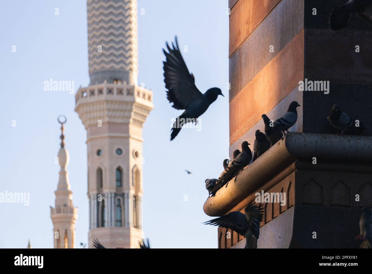 MECCA, SAUDI ARABIA: MAR 8, 2023. A pigeon is flying in Mecca near Al Masjid Al Haram mosque, Mecca, Saudi Arabia Stock Photo