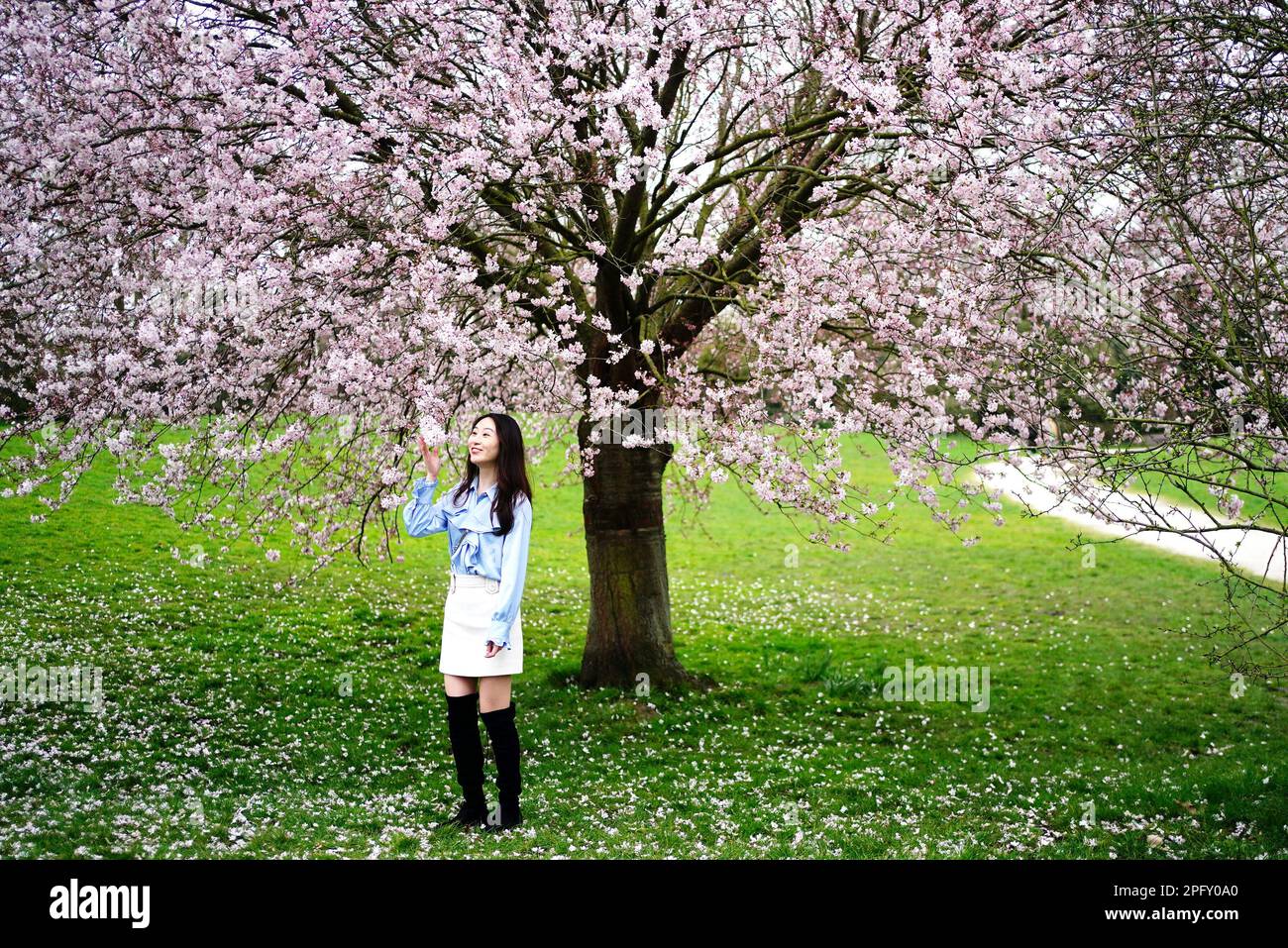 A woman looks at a blossom tree in Battersea Park, London. Picture date: Sunday March 19, 2023. Stock Photo