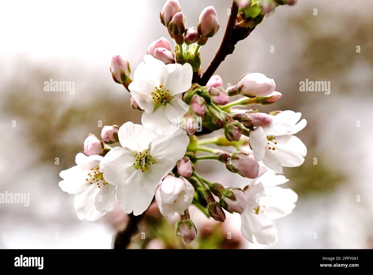 Blossom in Battersea Park, London. Picture date: Sunday March 19, 2023. Stock Photo