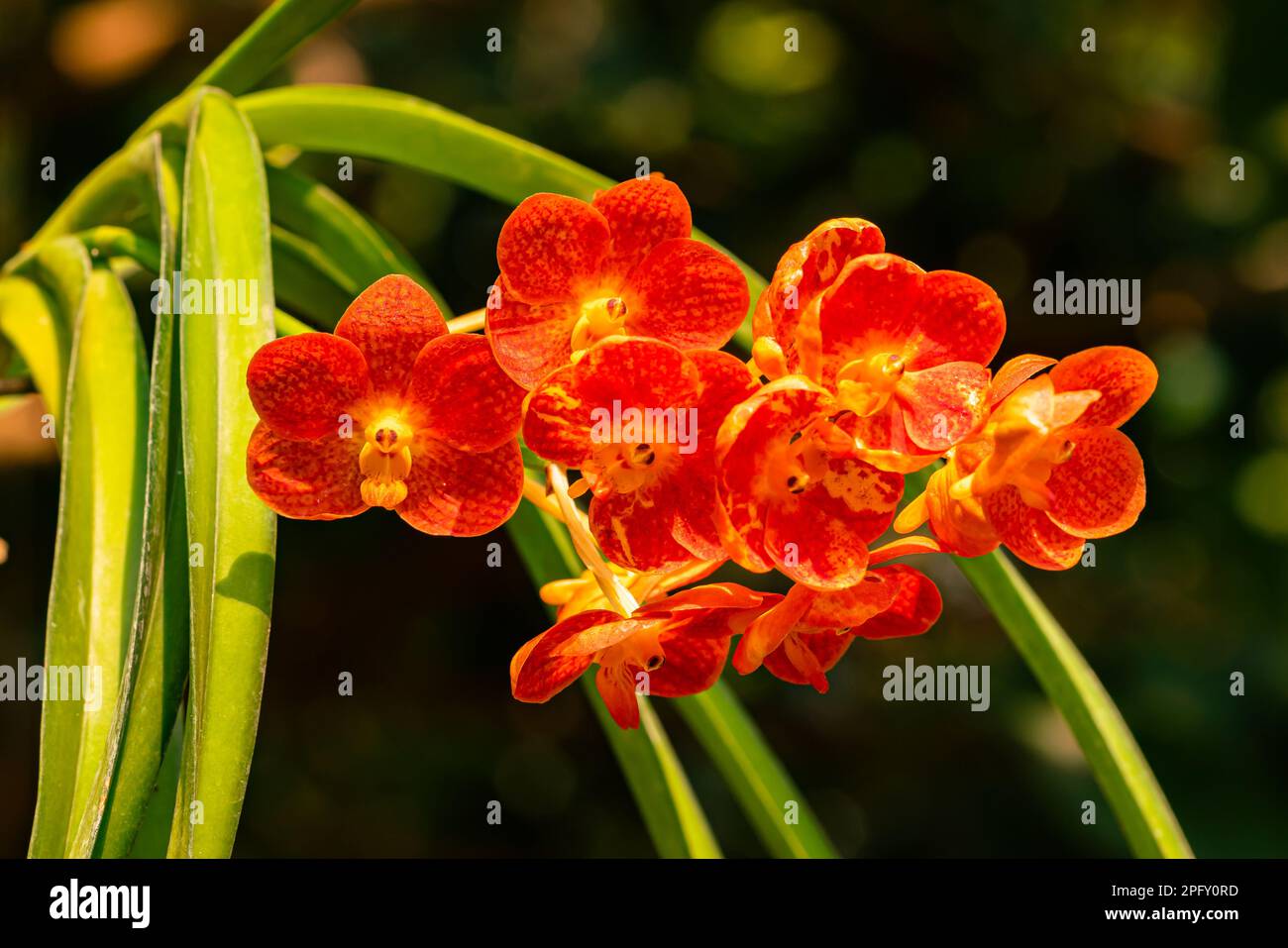 Closeup view of blooming beautiful orange color Ascocentrum hybrid orchid flowers in summer season of Thailand. Stock Photo