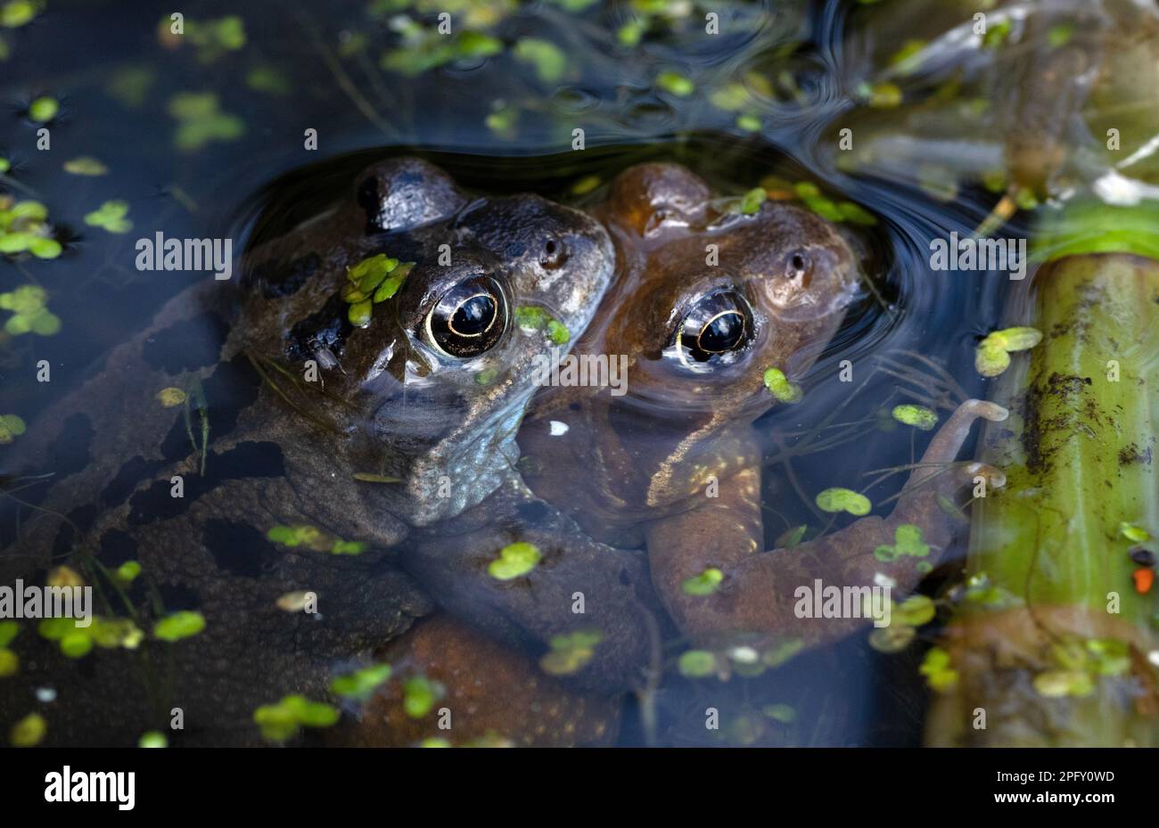 Spawning Frogs (Rana Temporaria) in garden pond, Scotland, UK Stock
