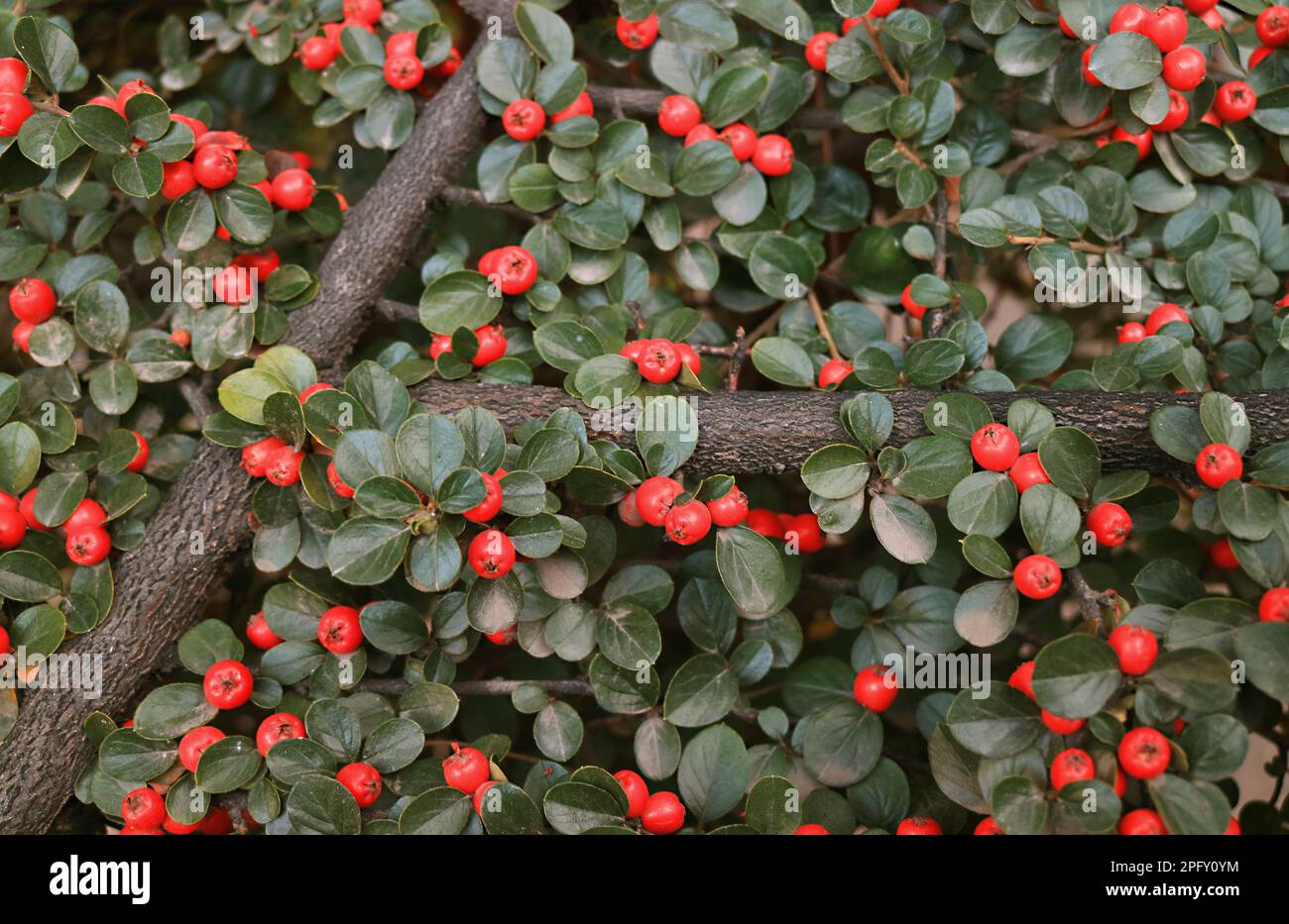 Amazing Fruiting Red Berries Shrubs in the Autumn of El Calafate, Argentina, Patagonia, South America Stock Photo