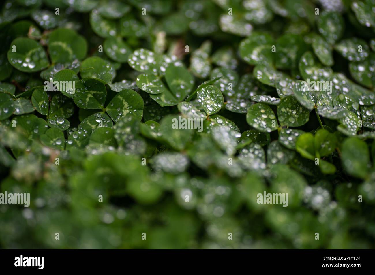 Macroscale hi-res stock photography and images - Alamy