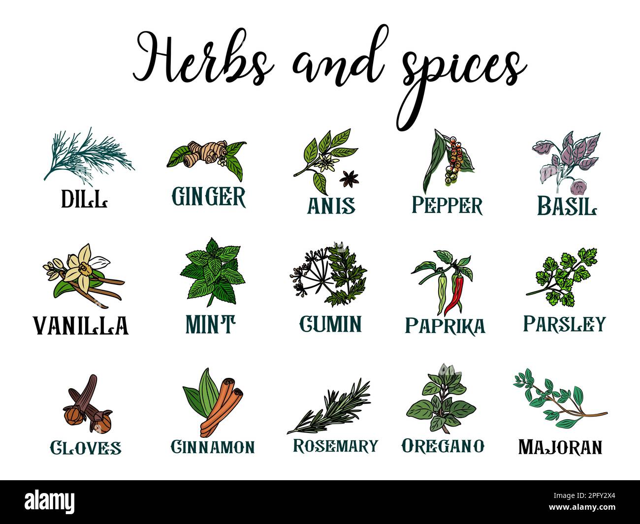 Herbs and spices hand drawn illustration isolated Stock Vector Image ...