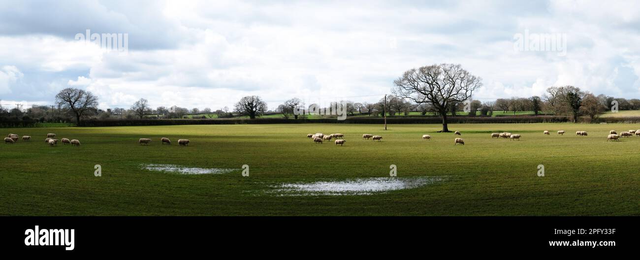 Panorama view of flock of sheep in the Cheshire countryside UK Stock Photo