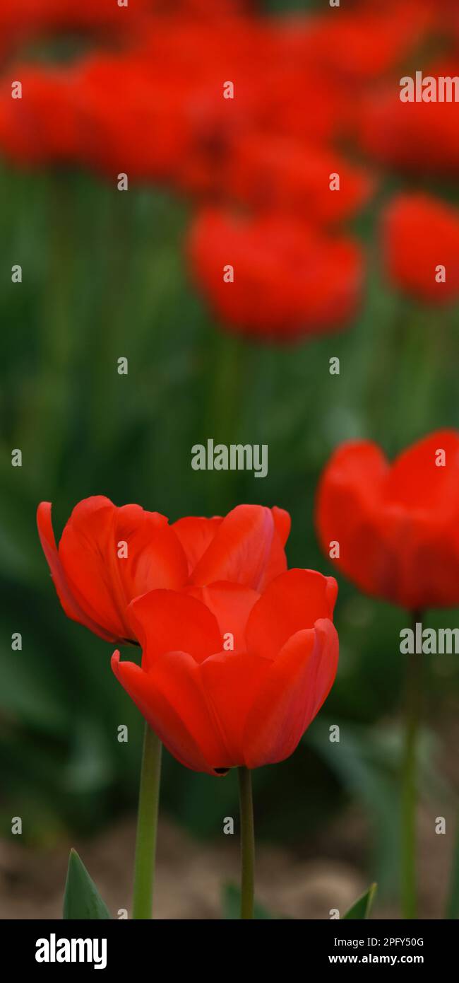 red tulips in spring. beautiful garden background Stock Photo