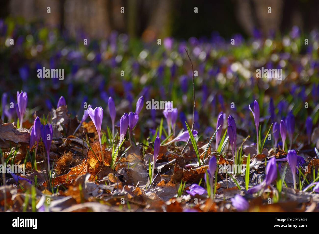 spring crocus flowers in the morning. closeup of violet bloom in the forest Stock Photo