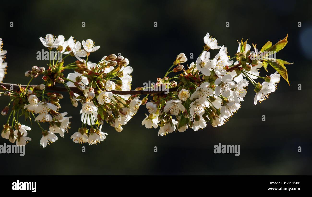 white apple blossom in the garden. details of the fruit orchard in spring Stock Photo