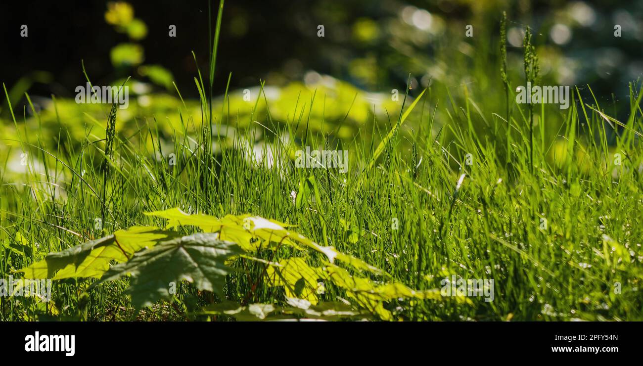 closeup of grass in the forest. organic nature background in spring Stock Photo
