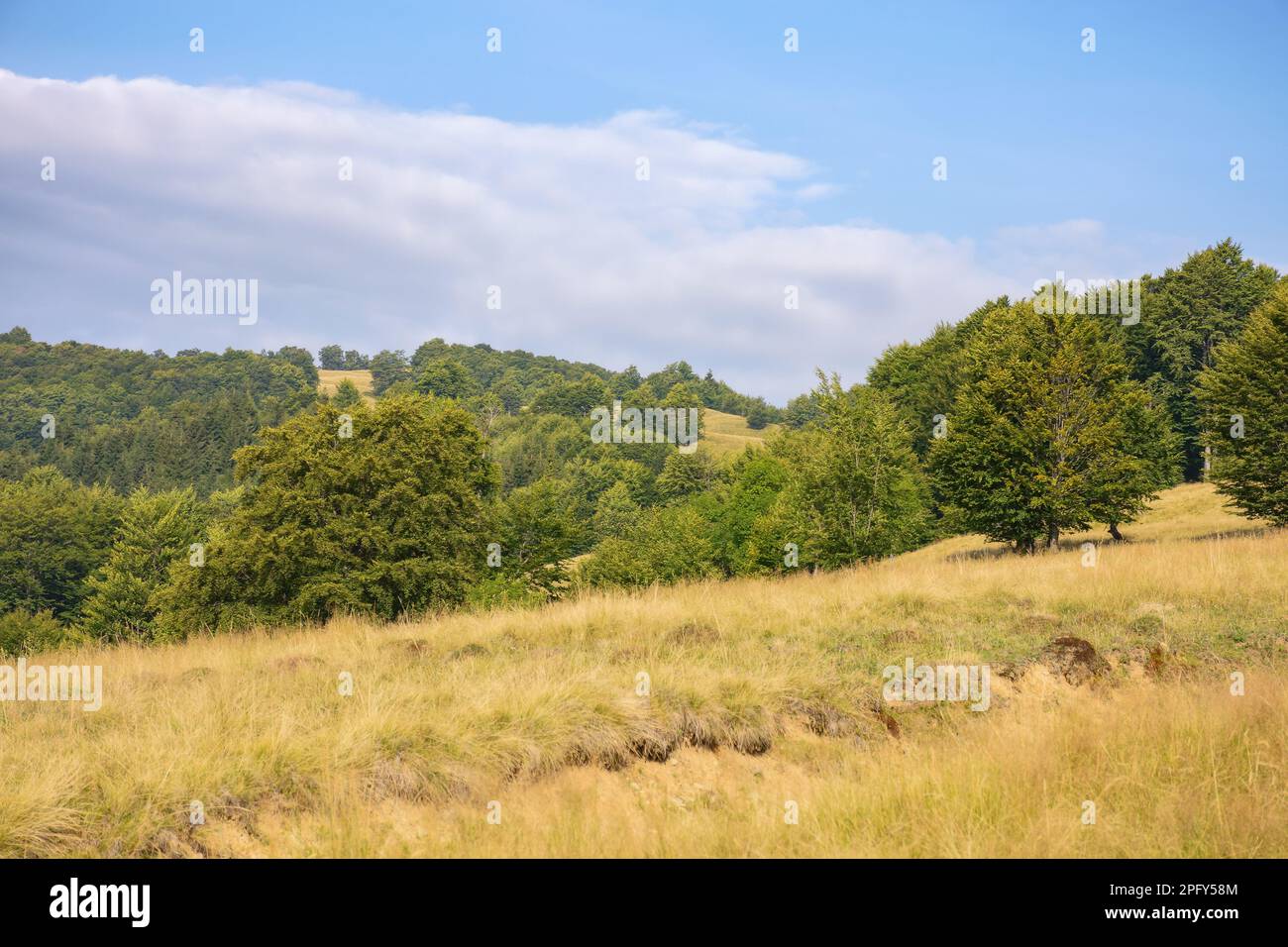 forested landscape of ukrainian mountains. countryside scenery with green beech trees on the grassy hills and meadows in afternoon light Stock Photo