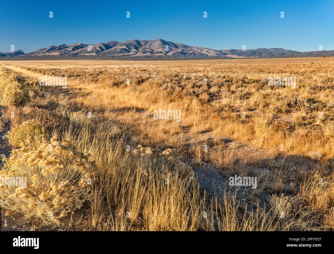 Schell Creek Range, rabbitbush, Indian ricegrass, view from Great Basin Highway (US 93), Lake Valley, near Ely, Great Basin, Nevada, USA Stock Photo