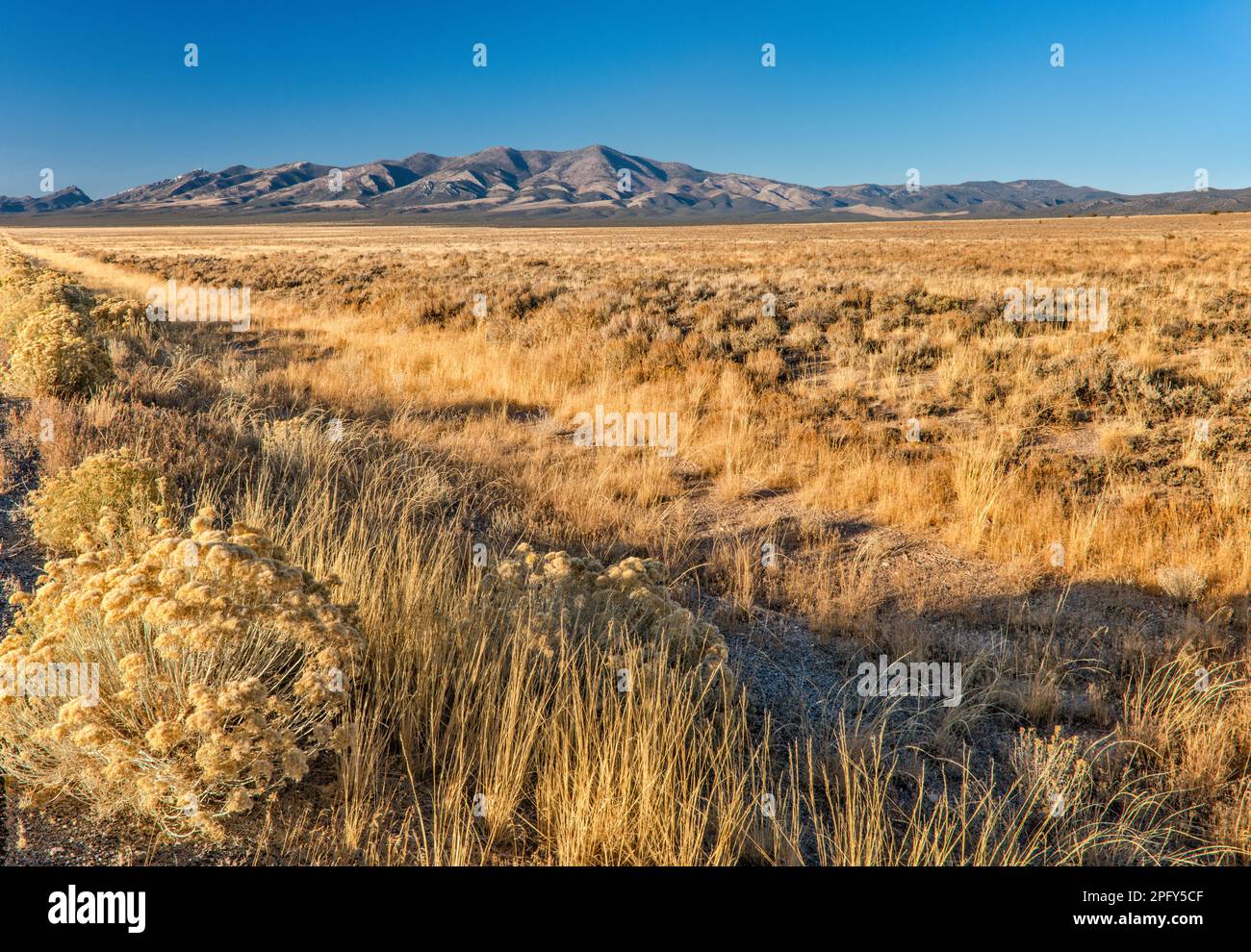 Eriocoma hymenoides hi-res stock photography and images - Alamy