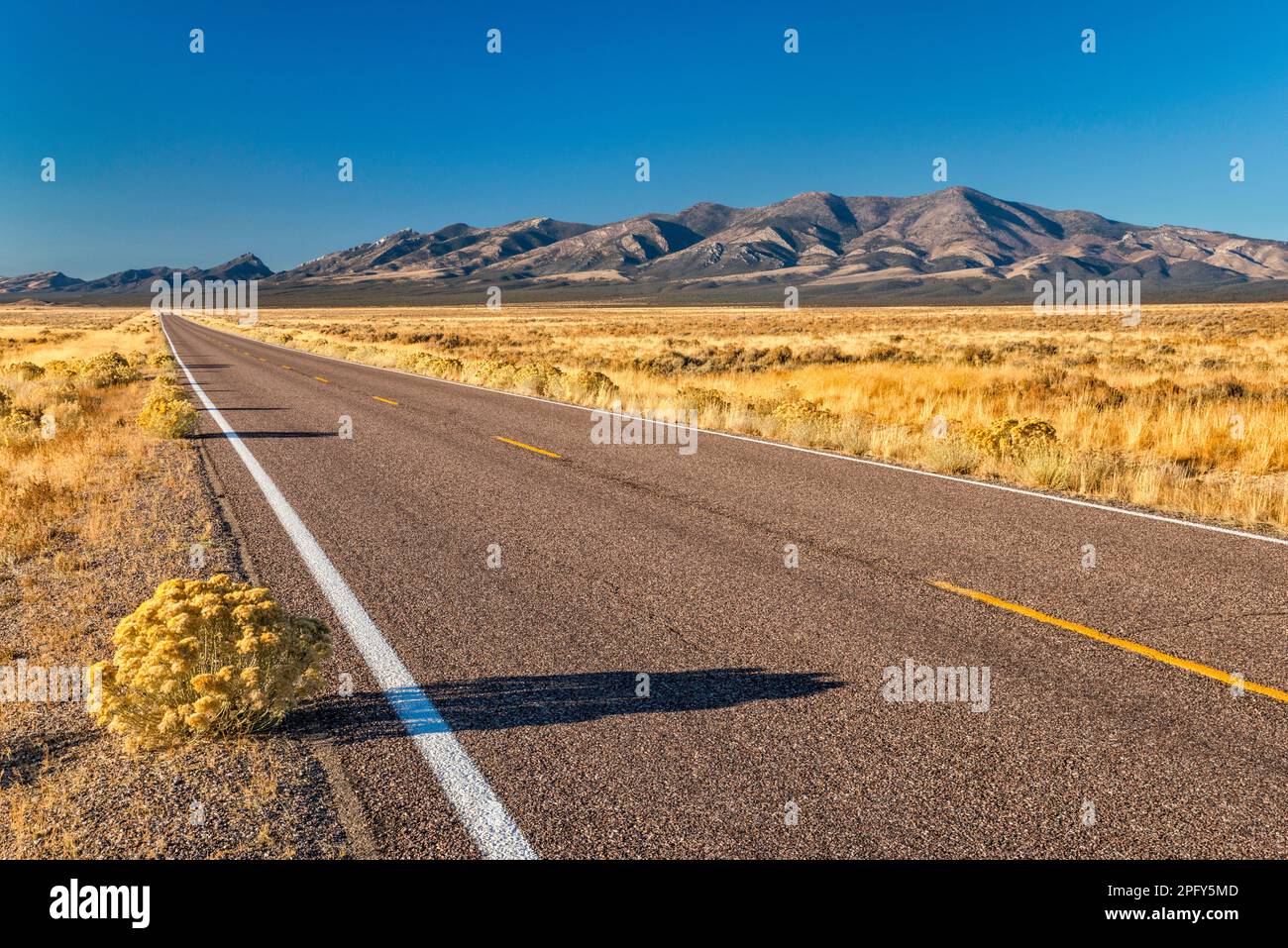 Schell Creek Range, rabbitbush, Great Basin Highway (US 93), Lake Valley, Great Basin, Nevada, USA Stock Photo