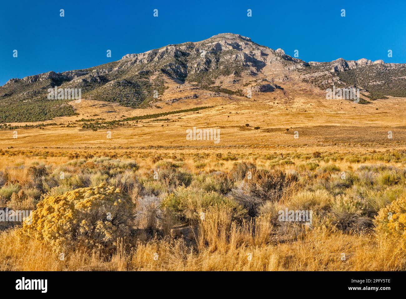 Dutch John Mountain, rabbitbush, sagebrush, Indian ricegrass, view from Great Basin Highway (US 93), Lake Valley, Great Basin, Nevada, USA Stock Photo