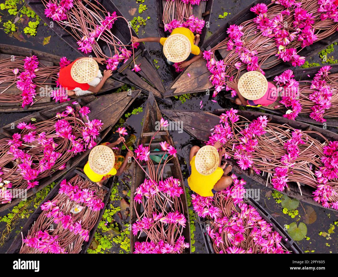 Barishal, Bangladesh. March 19, 2023, Barishal, Bangladesh: Farmers arrange bunches of water lilies after harvesting them from the wetlands. Floating through 10,000 acres of canal, every flower is carefully hand-picked, collected inside the farmers' little wooden boat, tied in bundles, and sold to markets. Working for an entire day, a farmer can pick around 80 to 120 bundles of water lilies. Each bundle comprises 10 water lilies and is sold for only 15 BDT (0.14 USD) in the retail market. Credit: ZUMA Press, Inc. Credit: ZUMA Press, Inc./Alamy Live News Stock Photo