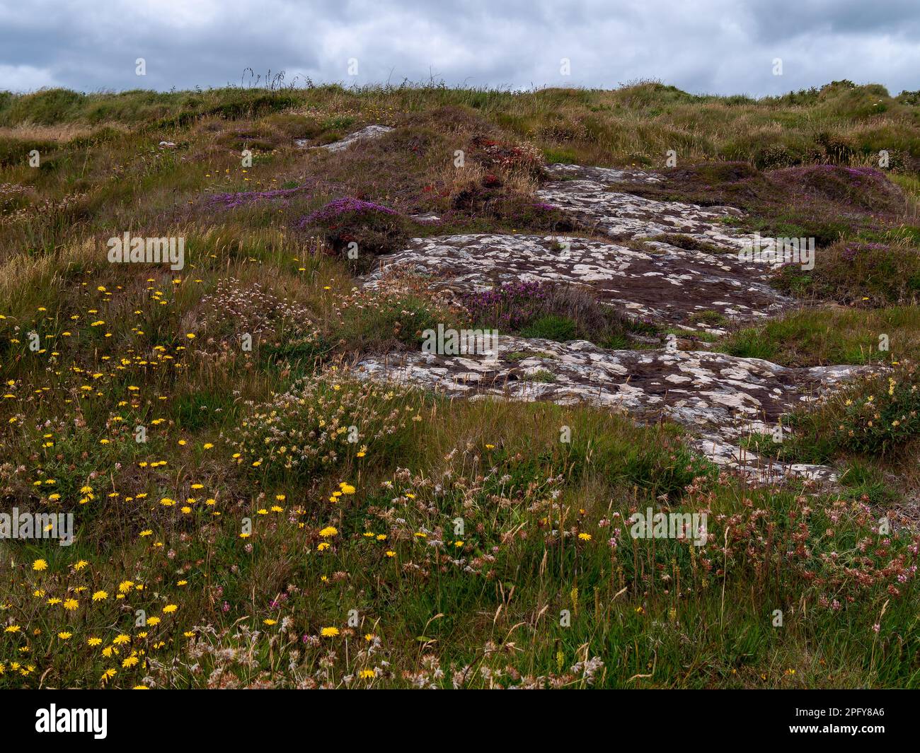 Colorful flowers grow on stony Irish soil, picturesque landscape. Beautiful plants common in southern Ireland. Northern European vegetation. Stock Photo