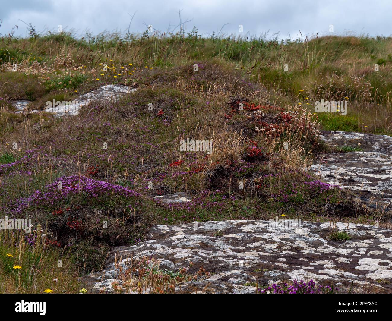 Colorful flowers on stony soil, landscape. Beautiful plants common in southern Ireland. Northern European vegetation. Stock Photo