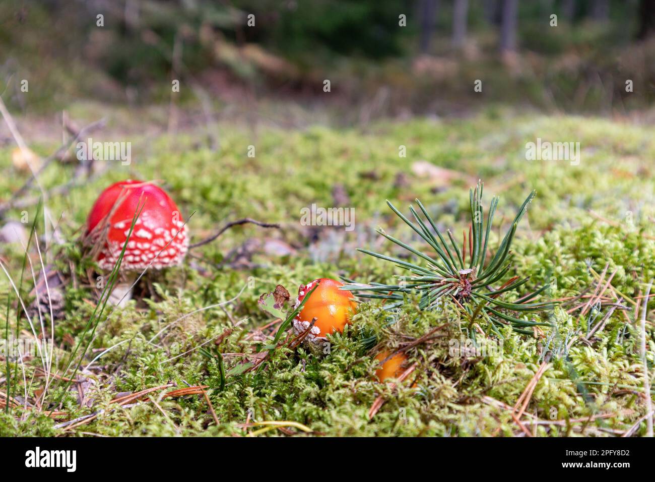 red and poisonous mushrooms in a pine forest among green trees and