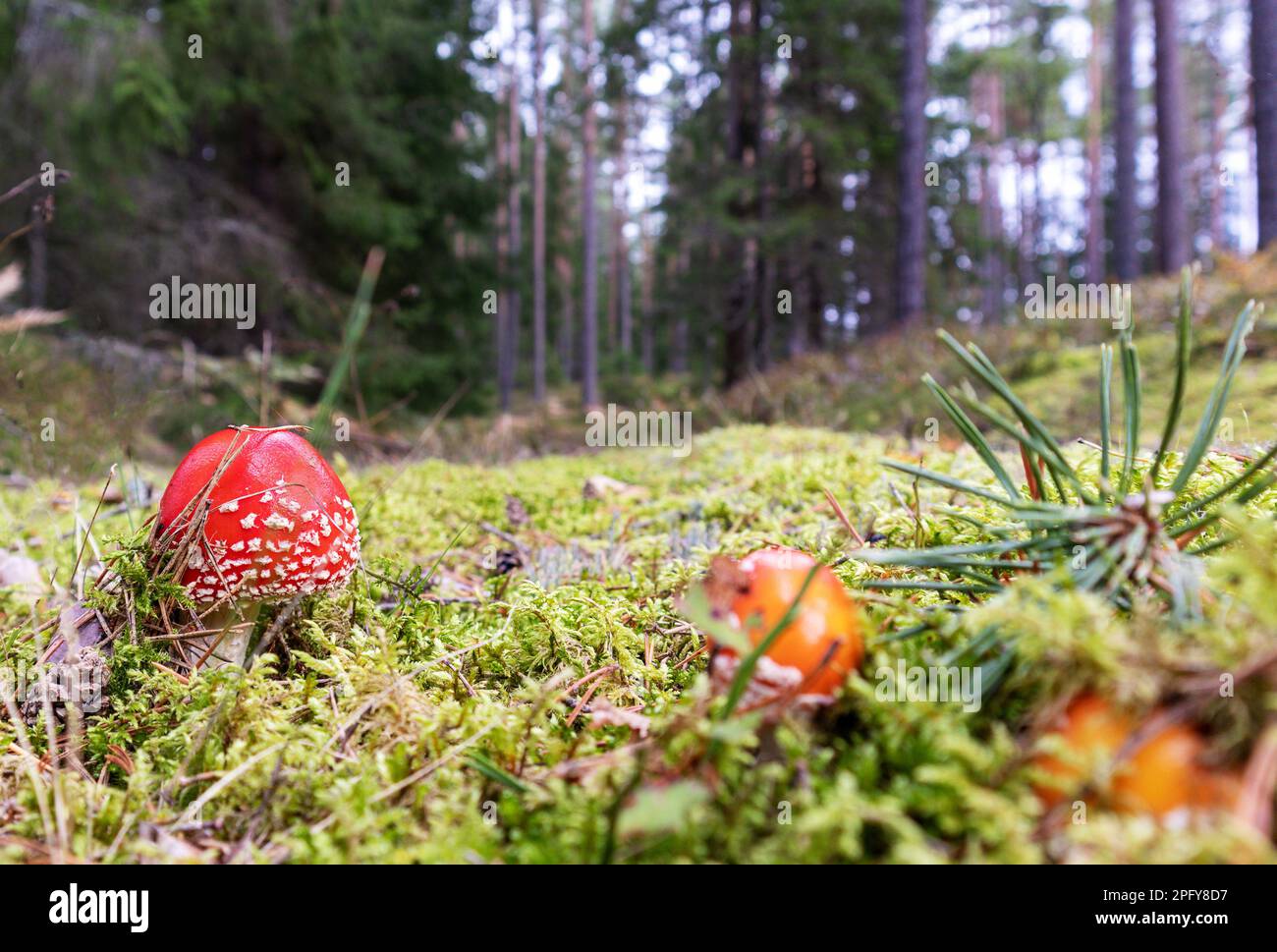 red and poisonous mushrooms in a pine forest among green trees and