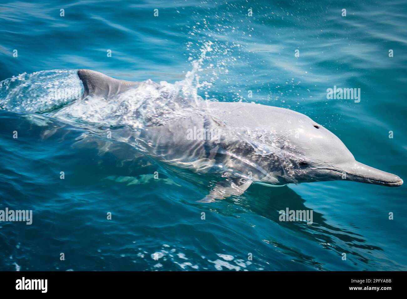 Middle Dolphin Dolphin in natural environment. Dolphin spotting watch sightseeing ...