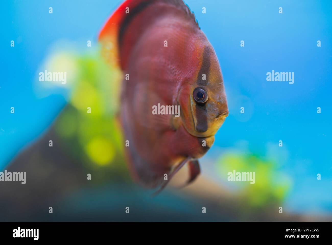 Beautiful view of Red Cover Discus fish swimming in aquarium. Sweden ...