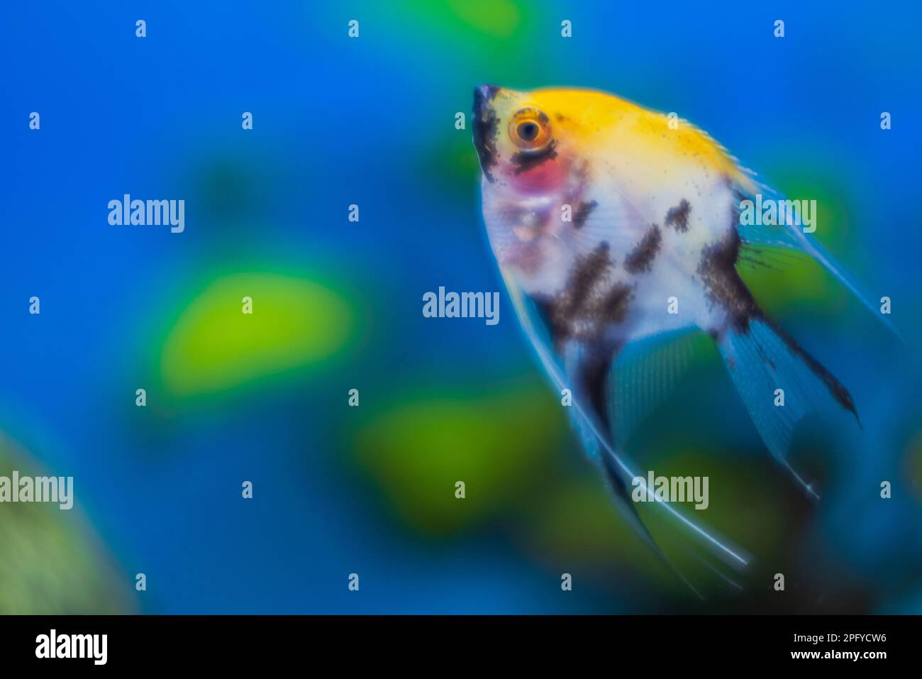 Close up view of aquarium with colorful angelfish. Stock Photo