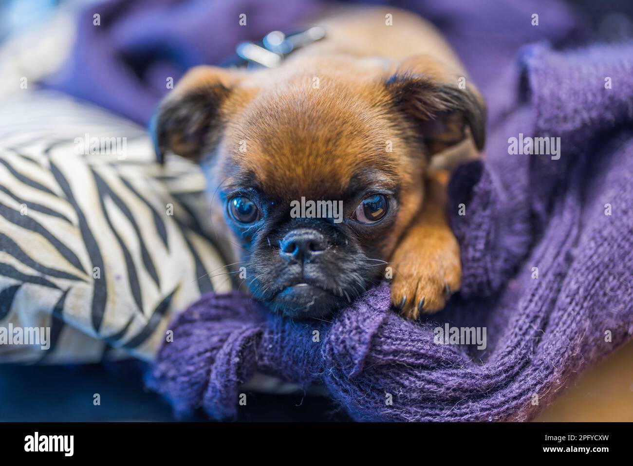 Close up view of cute puppy of small Belgian dog breed Brussels