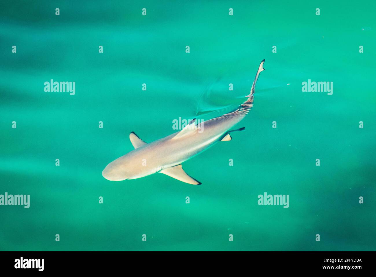 Shark swim in clear turquoise water in persian gulf Stock Photo Alamy