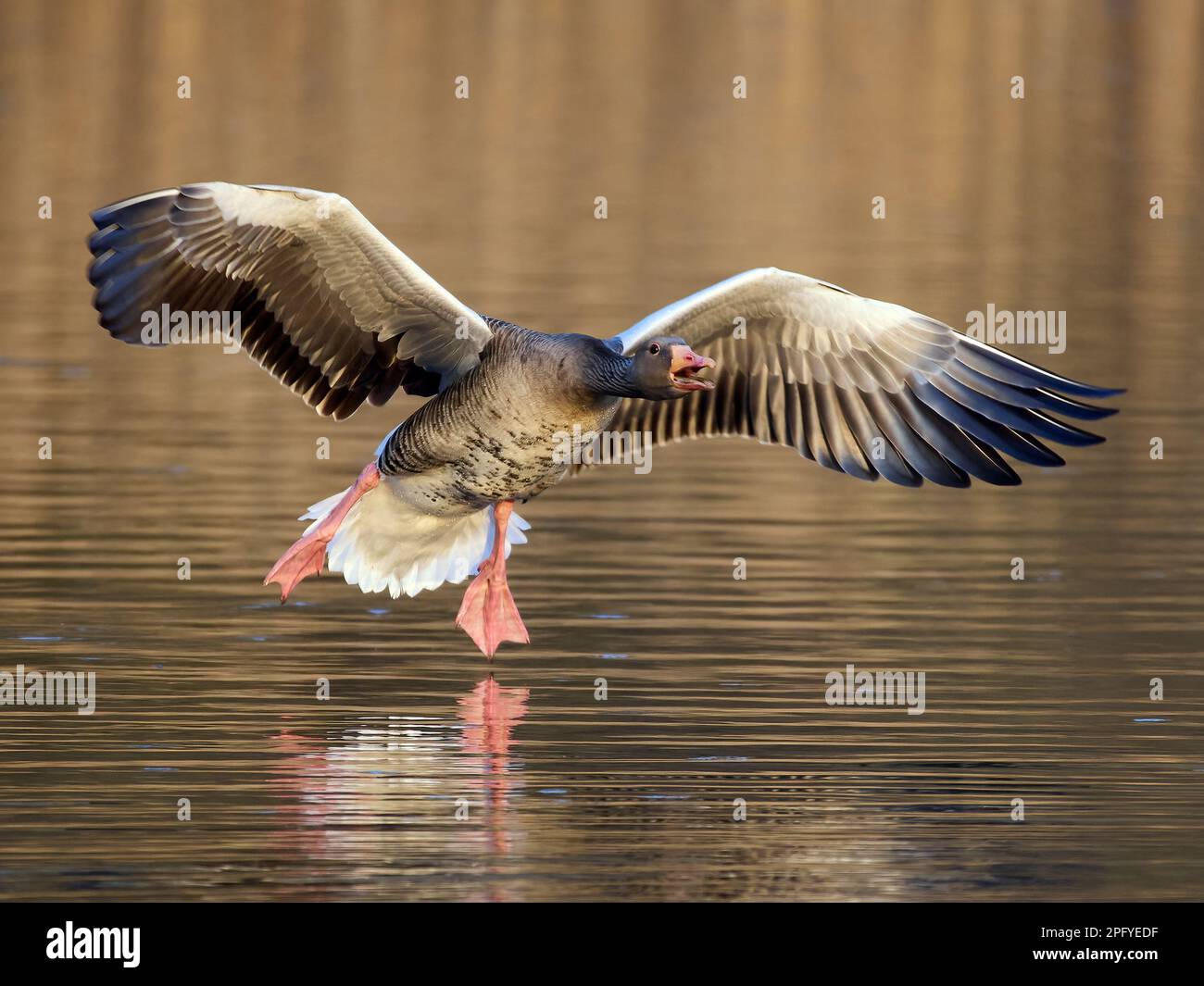 Greylag goose (Anser anser) in its natural environment Stock Photo