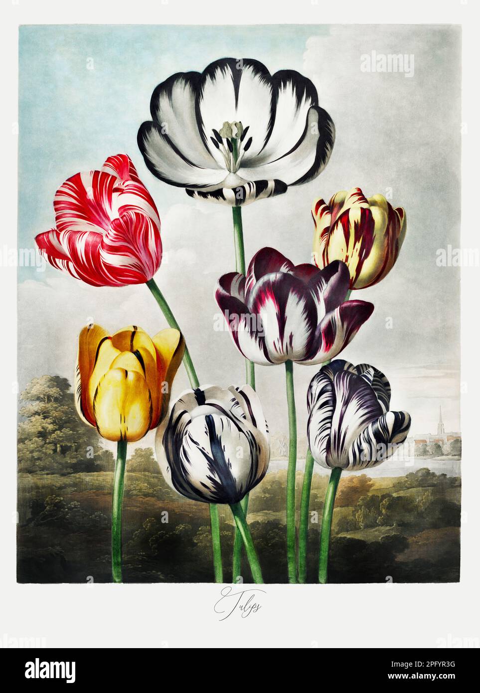 Tulips. Antique Victorian Flower painting. Illustration from the book