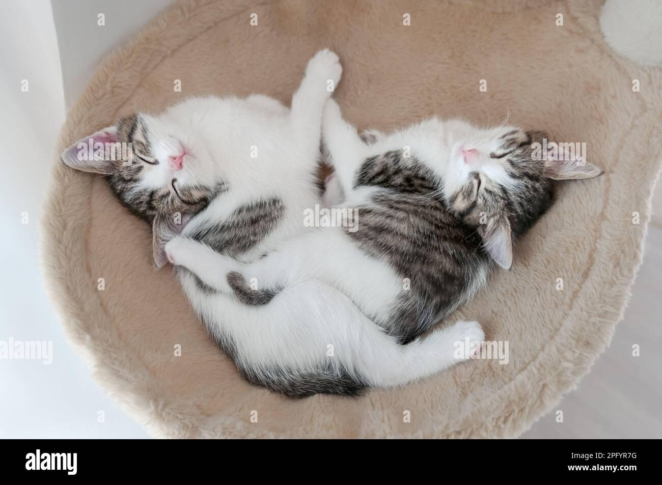 Cuddling kittens hires stock photography and images Alamy