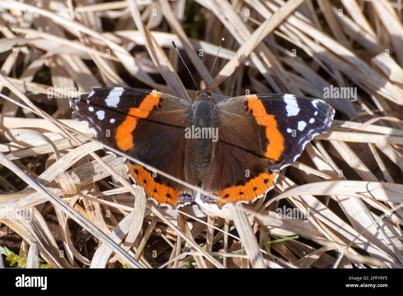 Red admiral butterfly (Vanessa atalanta) warming in the March sun after emerging from hibernation, Hampshire, England, UK Stock Photo